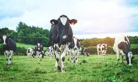 Farming and Livestock